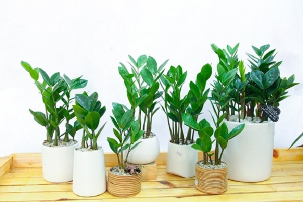 Cây cảnh để bàn làm việc, phòng khách đẹp, hợp phong thủy - Ảnh 2. Cây cảnh để bàn làm việc, phòng khách đẹp, hợp phong thủy - Ảnh 2.