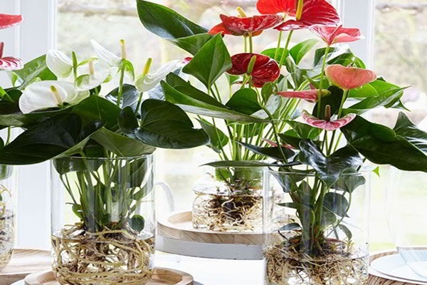 Cây cảnh để bàn làm việc, phòng khách đẹp, hợp phong thủy - Ảnh 7. Cây cảnh để bàn làm việc, phòng khách đẹp, hợp phong thủy - Ảnh 7.