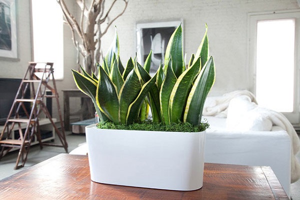 Cây cảnh để bàn làm việc, phòng khách đẹp, hợp phong thủy - Ảnh 1. Cây cảnh để bàn làm việc, phòng khách đẹp, hợp phong thủy - Ảnh 1.