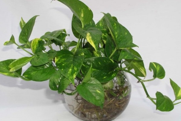 Cây cảnh để bàn làm việc, phòng khách đẹp, hợp phong thủy - Ảnh 5. Cây cảnh để bàn làm việc, phòng khách đẹp, hợp phong thủy - Ảnh 5.