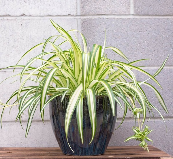 Cây cảnh để bàn làm việc, phòng khách đẹp, hợp phong thủy - Ảnh 8. Cây cảnh để bàn làm việc, phòng khách đẹp, hợp phong thủy - Ảnh 8.