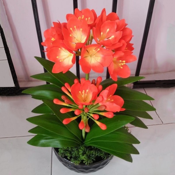 Cây cảnh để bàn làm việc, phòng khách đẹp, hợp phong thủy - Ảnh 16. Cây cảnh để bàn làm việc, phòng khách đẹp, hợp phong thủy - Ảnh 16.