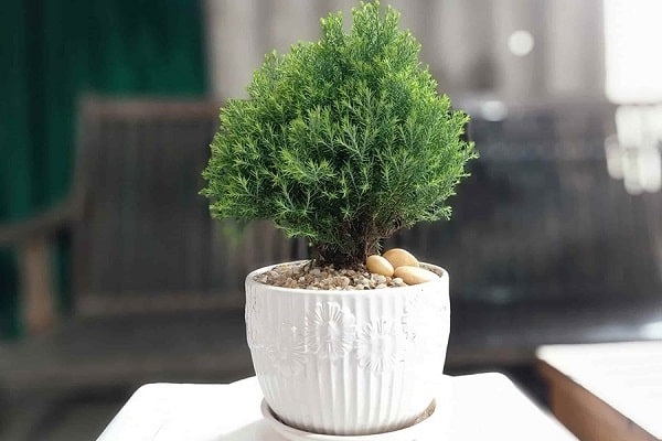 Cây cảnh để bàn làm việc, phòng khách đẹp, hợp phong thủy - Ảnh 10. Cây cảnh để bàn làm việc, phòng khách đẹp, hợp phong thủy - Ảnh 10.