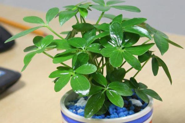 Cây cảnh để bàn làm việc, phòng khách đẹp, hợp phong thủy - Ảnh 13. Cây cảnh để bàn làm việc, phòng khách đẹp, hợp phong thủy - Ảnh 13.