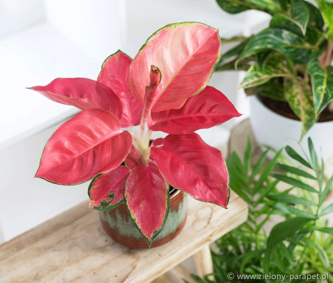 9 loại cây cảnh có lá rực rỡ, thích hợp lọc khí, làm đẹp cho ngôi nhà - Ảnh 3.