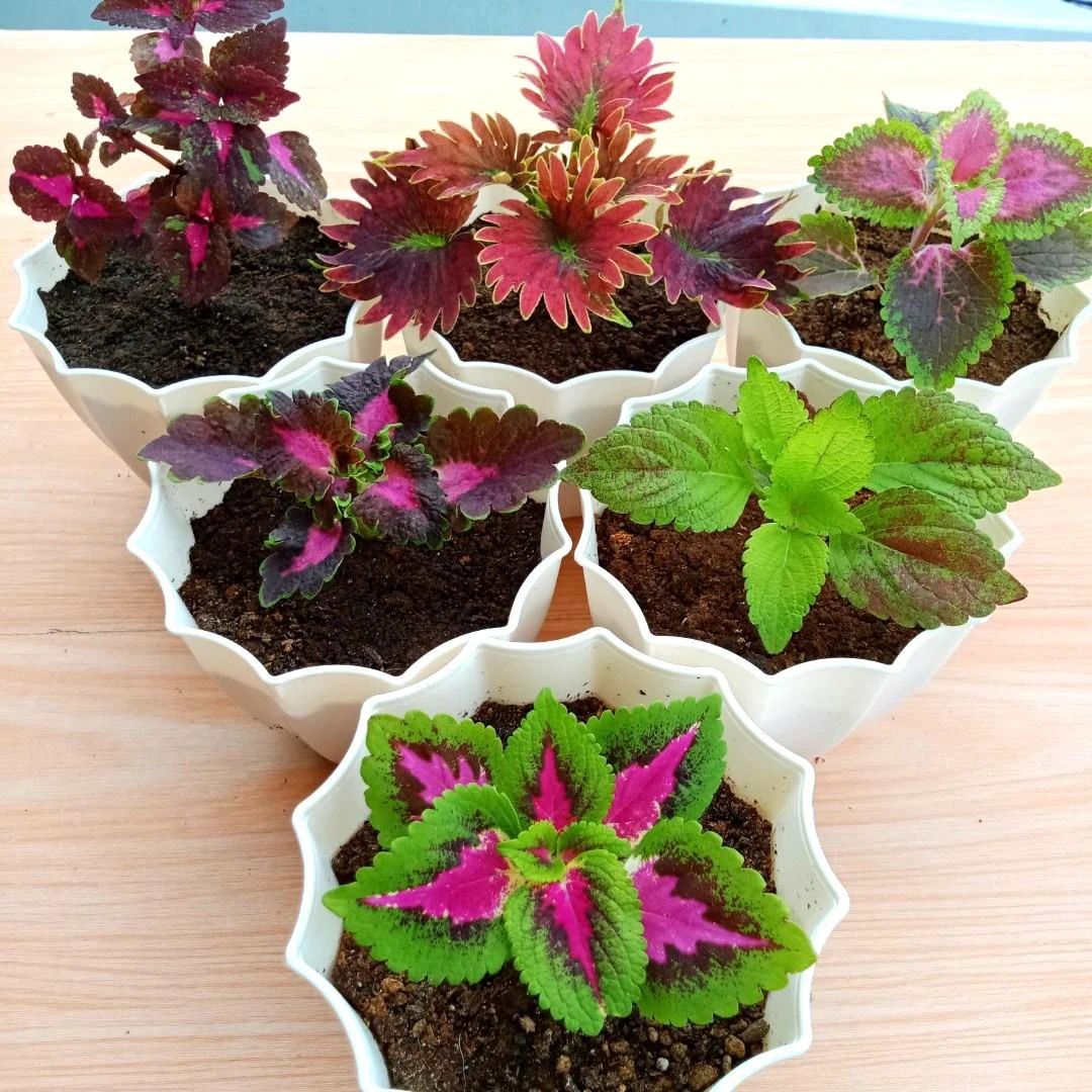 9 loại cây cảnh có lá rực rỡ, thích hợp lọc khí, làm đẹp cho ngôi nhà - Ảnh 1.