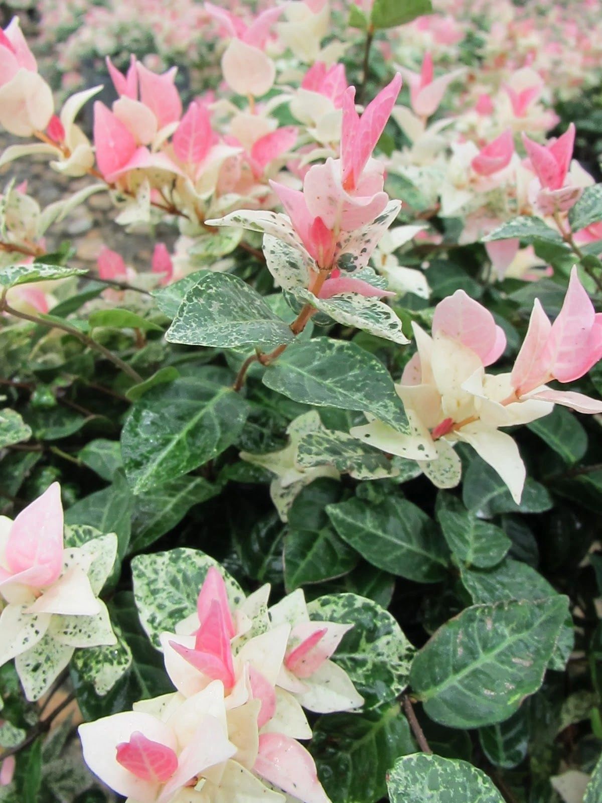 9 loại cây cảnh có lá rực rỡ, thích hợp lọc khí, làm đẹp cho ngôi nhà - Ảnh 6.