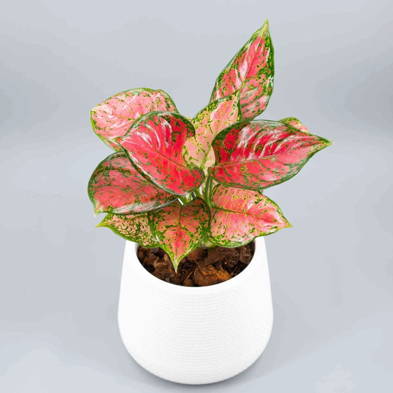 9 loại cây cảnh có lá rực rỡ, thích hợp lọc khí, làm đẹp cho ngôi nhà - Ảnh 2.