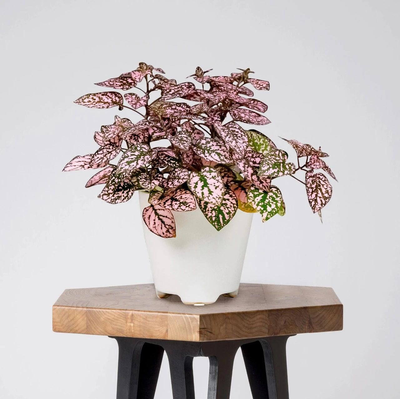 9 loại cây cảnh có lá rực rỡ, thích hợp lọc khí, làm đẹp cho ngôi nhà - Ảnh 4.