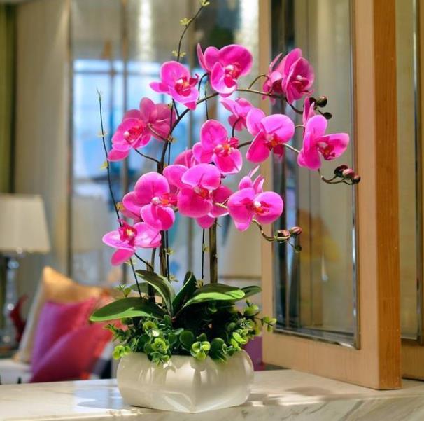 6 cây cảnh phong thủy, cải thiện vận may, hóa giải tà khí trong nhà - Ảnh 5.