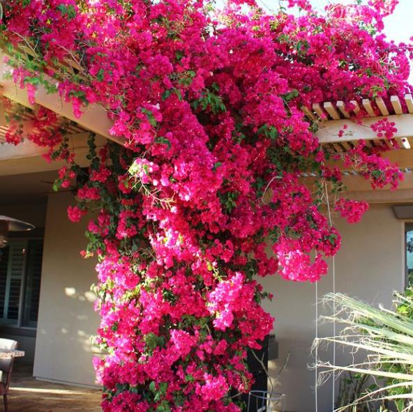 4 loài hoa đẹp lộng lẫy, dễ nuôi, không sâu bọ thích hợp trồng ở ban công - Ảnh 1.