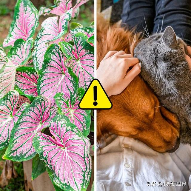 7 loại cây cảnh đẹp nhưng lại có độc, trồng trong nhà phải cẩn trọng - Ảnh 2.