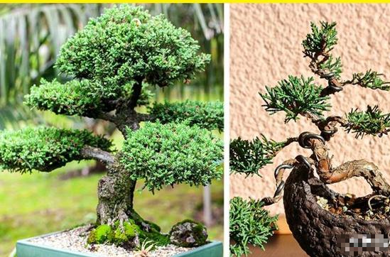 7 loại cây cảnh đẹp nhưng lại có độc, trồng trong nhà phải cẩn trọng - Ảnh 3.