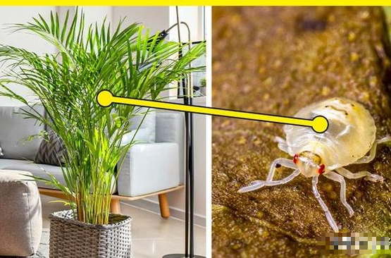 7 loại cây cảnh đẹp nhưng lại có độc, trồng trong nhà phải cẩn trọng - Ảnh 4.