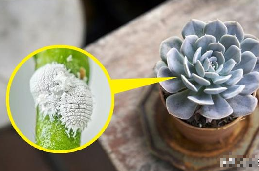 7 loại cây cảnh đẹp nhưng lại có độc, trồng trong nhà phải cẩn trọng - Ảnh 5.