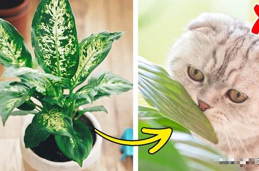 7 loại cây cảnh đẹp nhưng lại có độc, trồng trong nhà phải cẩn trọng - Ảnh 7.