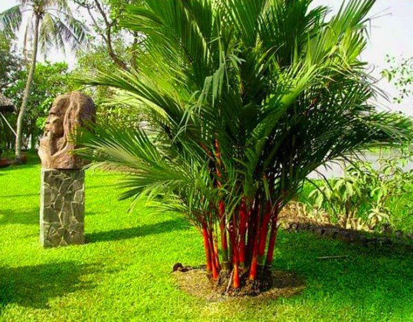 4 cây cảnh như "mèo Thần Tài", trông trước cửa gọi tài lộc, may mắn cho gia chủ - Ảnh 1.