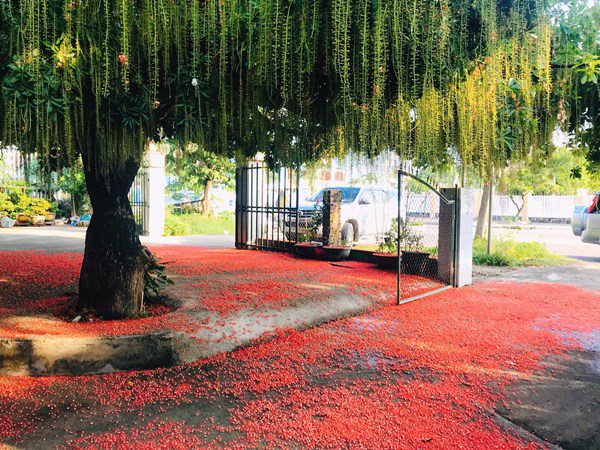 4 cây cảnh như "mèo Thần Tài", trông trước cửa gọi tài lộc, may mắn cho gia chủ - Ảnh 4.