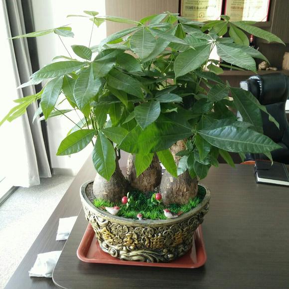 Mùa đông, 3 cây cảnh này càng lạnh lá càng sáng bóng, xanh tốt - Ảnh 4.