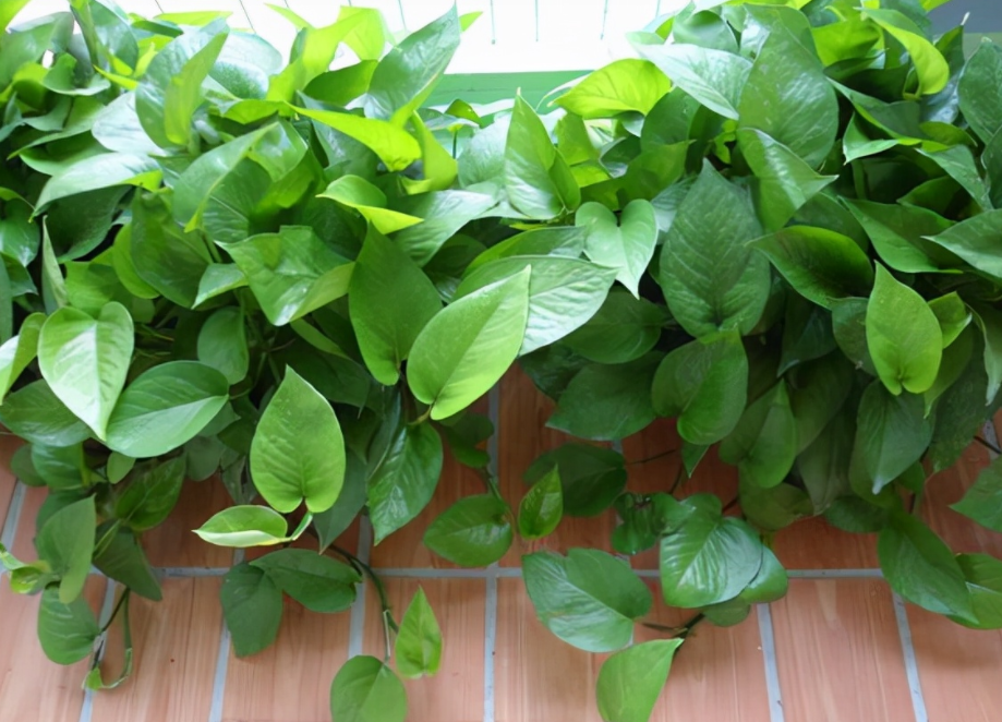 Bí quyết trồng cây cảnh vạn niên thanh xanh tươi, 2 tháng cành lá rườm rà trong tháng 11 - Ảnh 1.