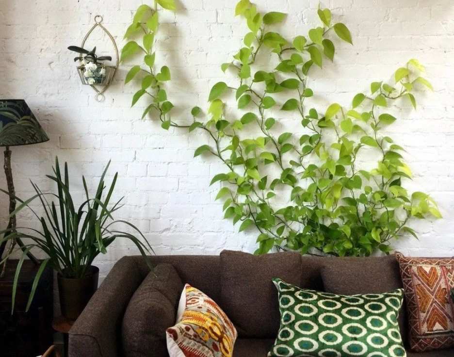 Bí quyết trồng cây cảnh vạn niên thanh xanh tươi, 2 tháng cành lá rườm rà trong tháng 11 - Ảnh 4.