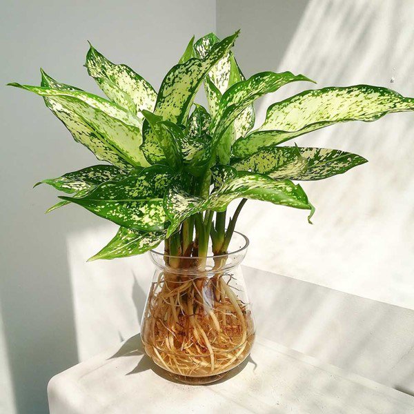 6 cây cảnh nghe tên đã thấy phú quý, tài lộc đầy nhà, dễ trồng, tràn đầy sức sống - Ảnh 5.