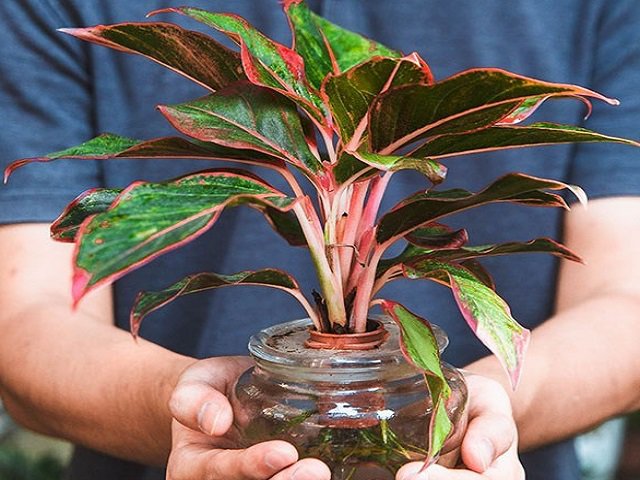 6 cây cảnh nghe tên đã thấy phú quý, tài lộc đầy nhà, dễ trồng, tràn đầy sức sống - Ảnh 2.