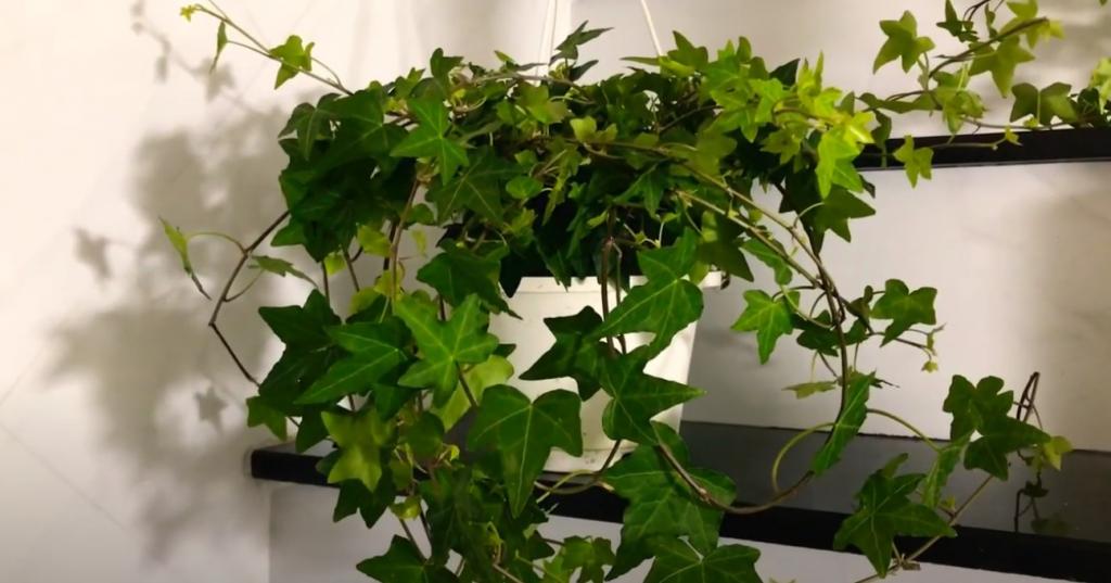 8 cây cảnh xanh mướt, dễ trồng, lọc không khí cực tốt cho gia đình - Ảnh 1.