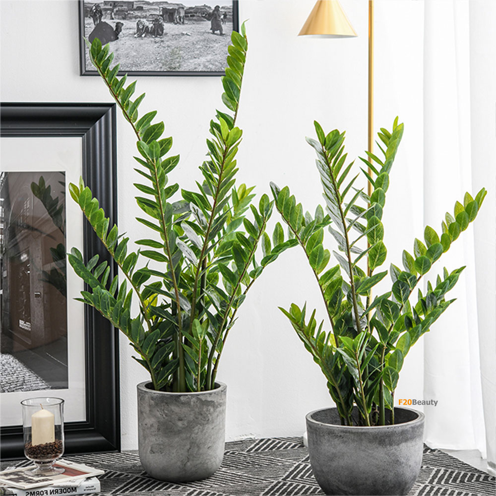 8 cây cảnh xanh mướt, dễ trồng, lọc không khí cực tốt cho gia đình - Ảnh 7.