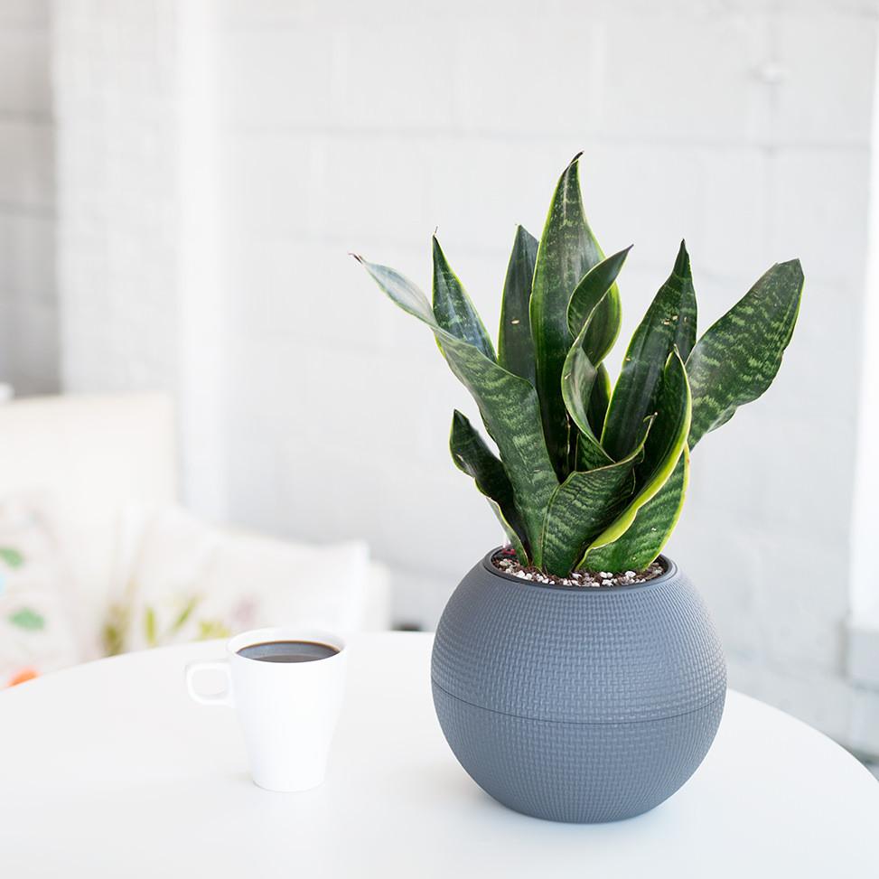 8 cây cảnh xanh mướt, dễ trồng, lọc không khí cực tốt cho gia đình - Ảnh 8.