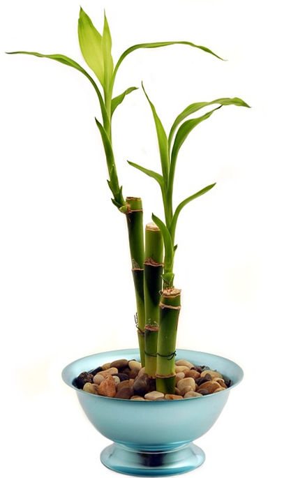 5 cây cảnh nên trồng trong nhà, không chỉ mang ý nghĩa tốt lành, hạnh phúc mà còn hút tài lộc - Ảnh 1.