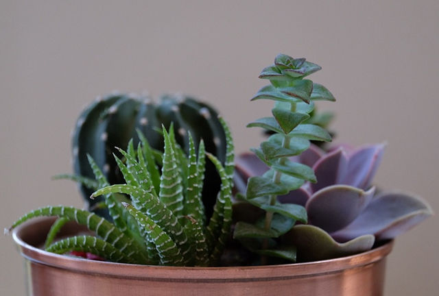 5 loại cây cảnh không dành cho người chăm chỉ, - Ảnh 5.