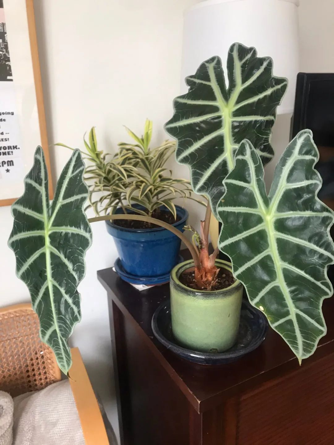 "Bắt bệnh" cho cây cảnh trồng trong nhà tuyệt đẹp nhưng hay bị ngả vàng, thối rễ - Ảnh 4.