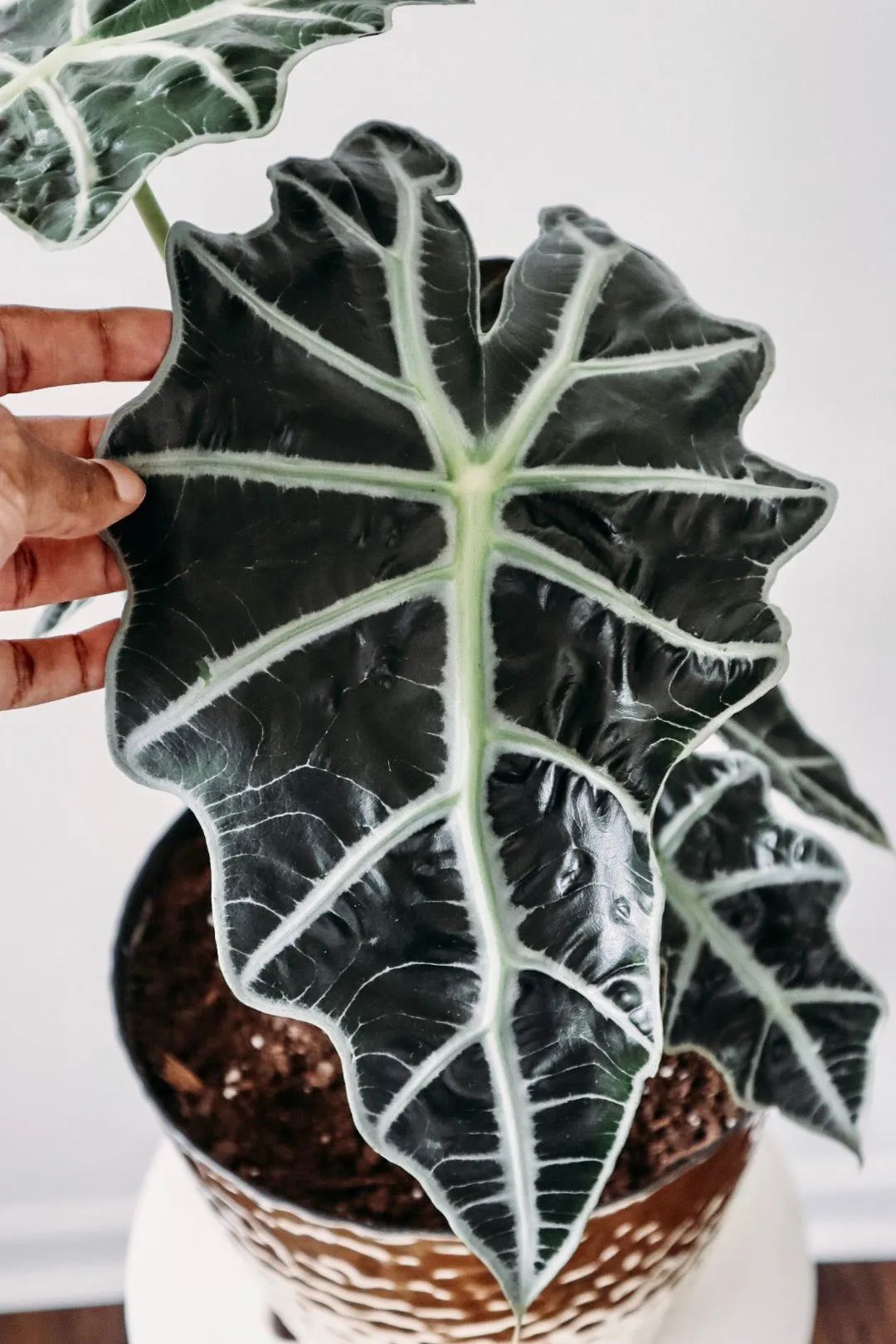 "Bắt bệnh" cho cây cảnh trồng trong nhà tuyệt đẹp nhưng hay bị ngả vàng, thối rễ - Ảnh 5.