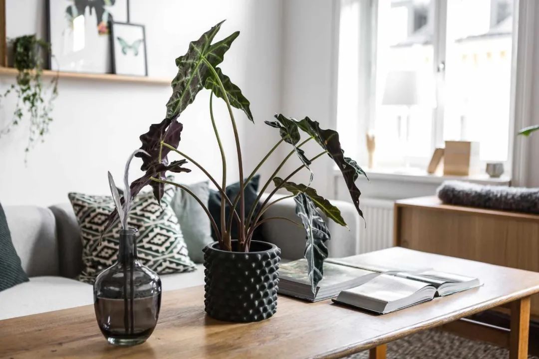 "Bắt bệnh" cho cây cảnh trồng trong nhà tuyệt đẹp nhưng hay bị ngả vàng, thối rễ - Ảnh 6.