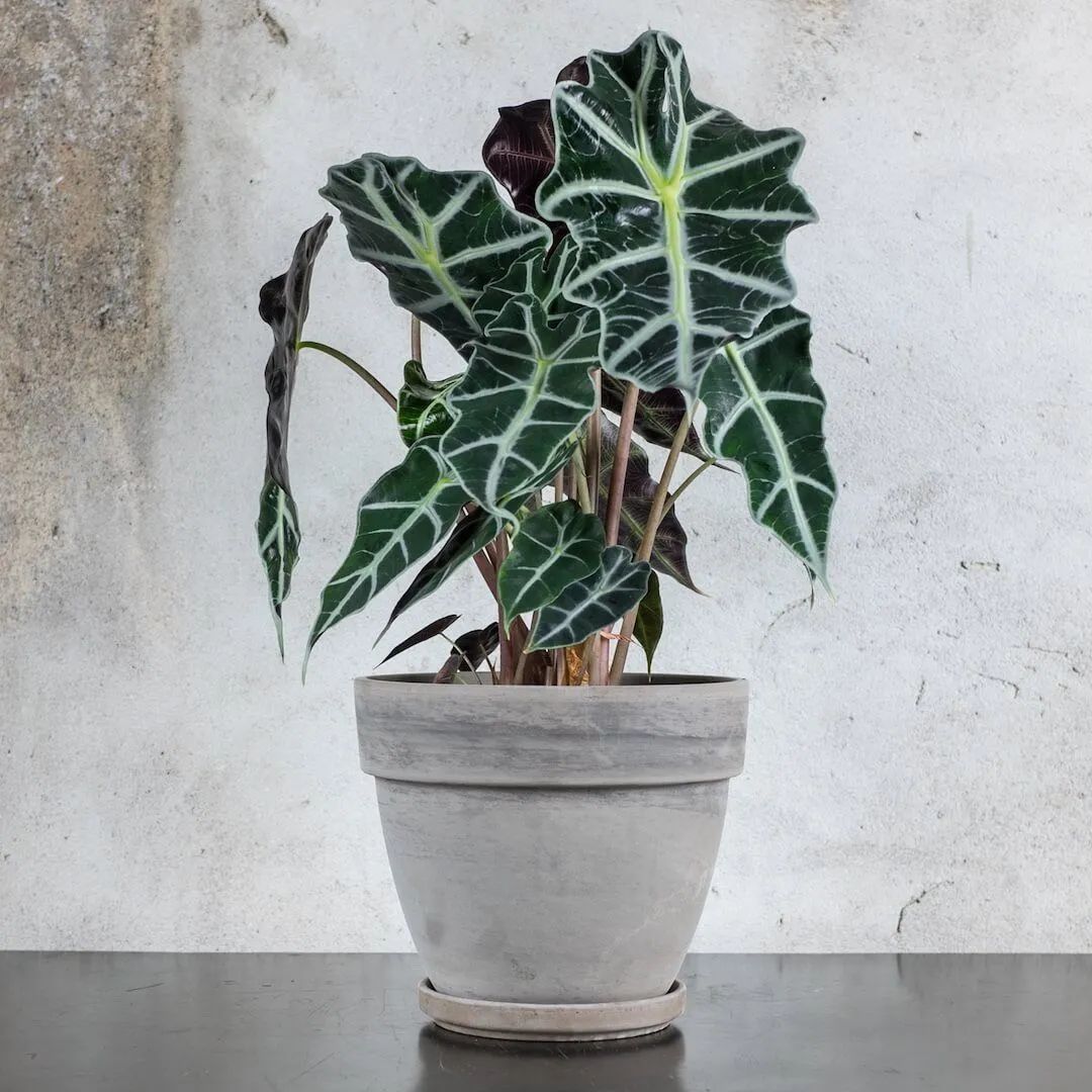 "Bắt bệnh" cho cây cảnh trồng trong nhà tuyệt đẹp nhưng hay bị ngả vàng, thối rễ - Ảnh 7.