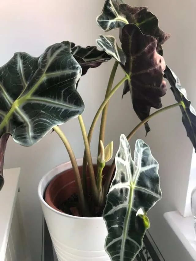 "Bắt bệnh" cho cây cảnh trồng trong nhà tuyệt đẹp nhưng hay bị ngả vàng, thối rễ - Ảnh 1.