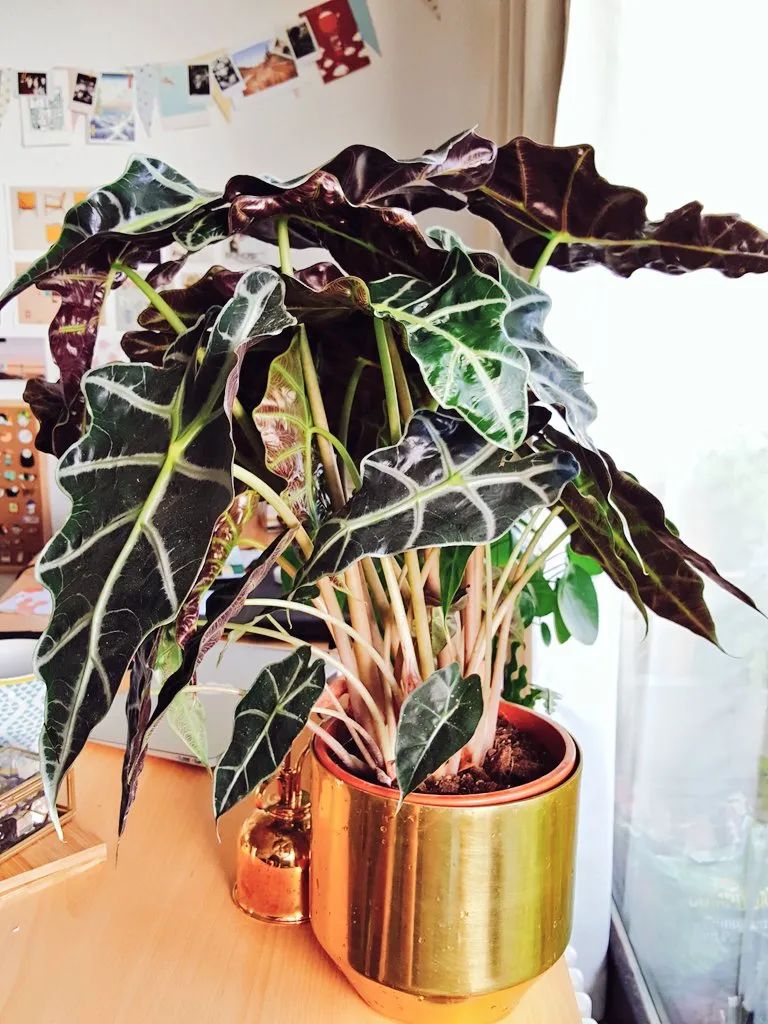 "Bắt bệnh" cho cây cảnh trồng trong nhà tuyệt đẹp nhưng hay bị ngả vàng, thối rễ - Ảnh 2.