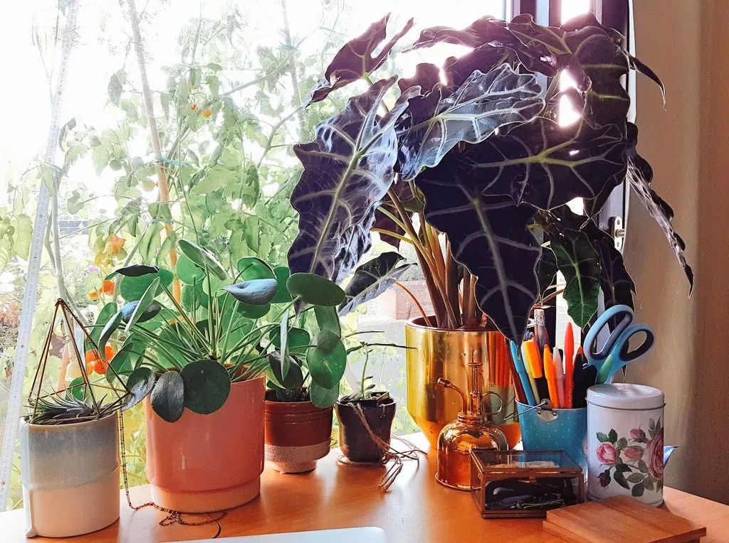 "Bắt bệnh" cho cây cảnh trồng trong nhà tuyệt đẹp nhưng hay bị ngả vàng, thối rễ - Ảnh 3.