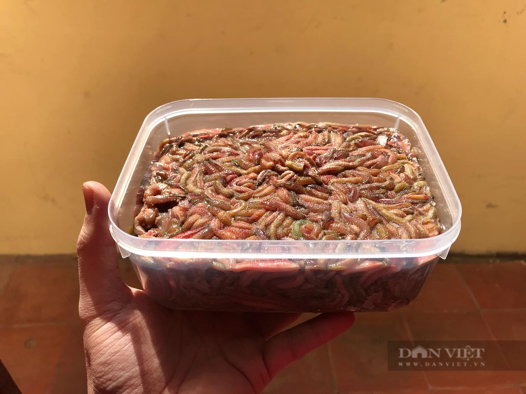 Cách chế biến rươi đông lạnh để đảm bảo món rươi có hương vị tươi ngon nhất - Ảnh 2. Cách chế biến rươi đông lạnh để đảm bảo món rươi có hương vị tươi ngon nhất - Ảnh 2.