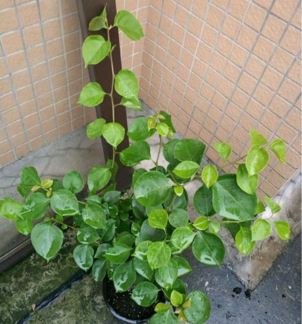 Cây cảnh này thích bị ngược đãi nhất, càng bỏ mặc càng tươi tốt, nở hoa sum suê - Ảnh 3.