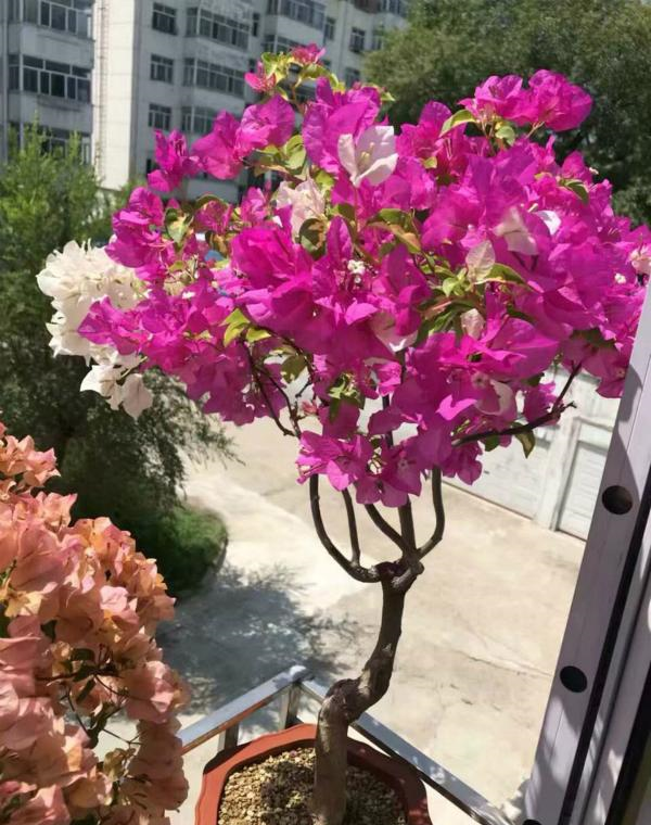 Cây cảnh này thích bị ngược đãi nhất, càng bỏ mặc càng tươi tốt, nở hoa sum suê - Ảnh 4.