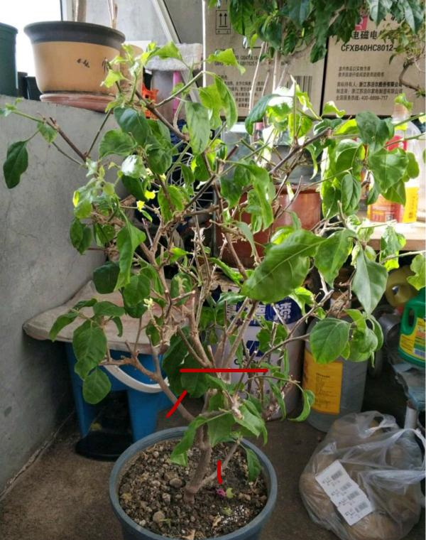 Cây cảnh này thích bị ngược đãi nhất, càng bỏ mặc càng tươi tốt, nở hoa sum suê - Ảnh 5.