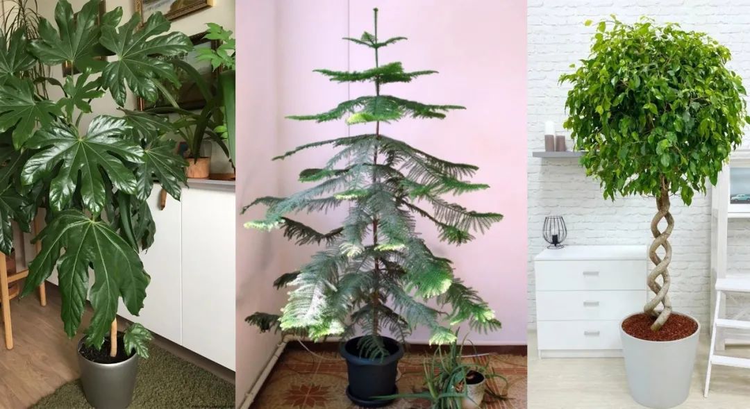 9 cây cảnh có kích thước lớn, có ý nghĩa phong thủy thịnh vượng, thích hợp làm tâm điểm trong nhà - Ảnh 1. 9 cây cảnh có kích thước lớn, có ý nghĩa phong thủy thịnh vượng, thích hợp làm tâm điểm trong nhà - Ảnh 1.