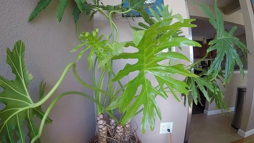 9 cây cảnh có kích thước lớn, có ý nghĩa phong thủy thịnh vượng, thích hợp làm tâm điểm trong nhà - Ảnh 9. 9 cây cảnh có kích thước lớn, có ý nghĩa phong thủy thịnh vượng, thích hợp làm tâm điểm trong nhà - Ảnh 9.