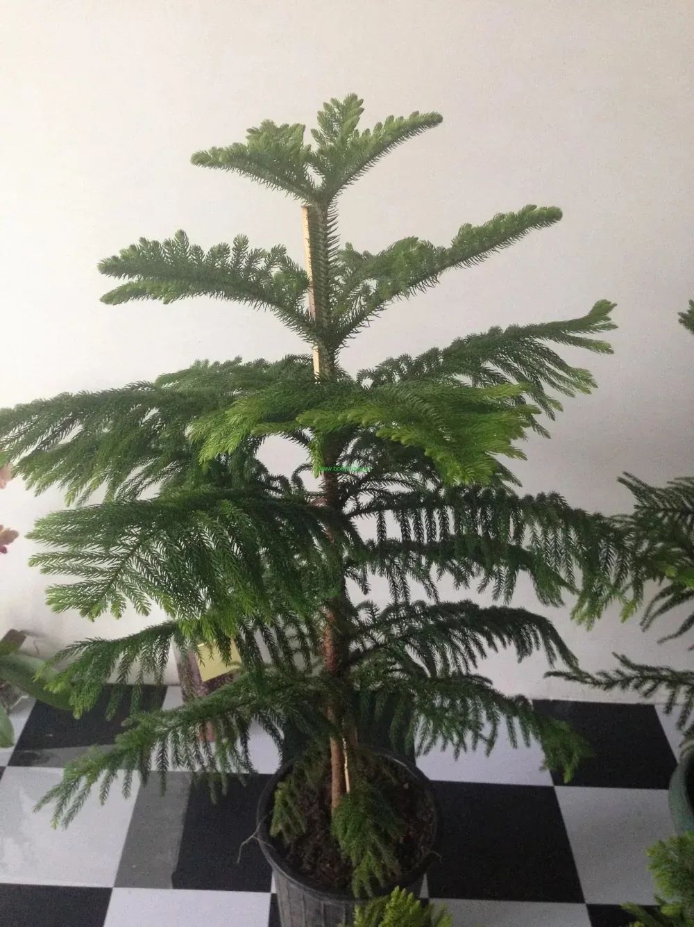 9 cây cảnh có kích thước lớn, có ý nghĩa phong thủy thịnh vượng, thích hợp làm tâm điểm trong nhà - Ảnh 11. 9 cây cảnh có kích thước lớn, có ý nghĩa phong thủy thịnh vượng, thích hợp làm tâm điểm trong nhà - Ảnh 11.