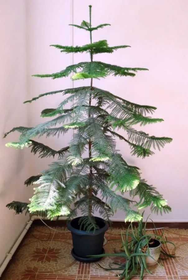 9 cây cảnh có kích thước lớn, có ý nghĩa phong thủy thịnh vượng, thích hợp làm tâm điểm trong nhà - Ảnh 12. 9 cây cảnh có kích thước lớn, có ý nghĩa phong thủy thịnh vượng, thích hợp làm tâm điểm trong nhà - Ảnh 12.