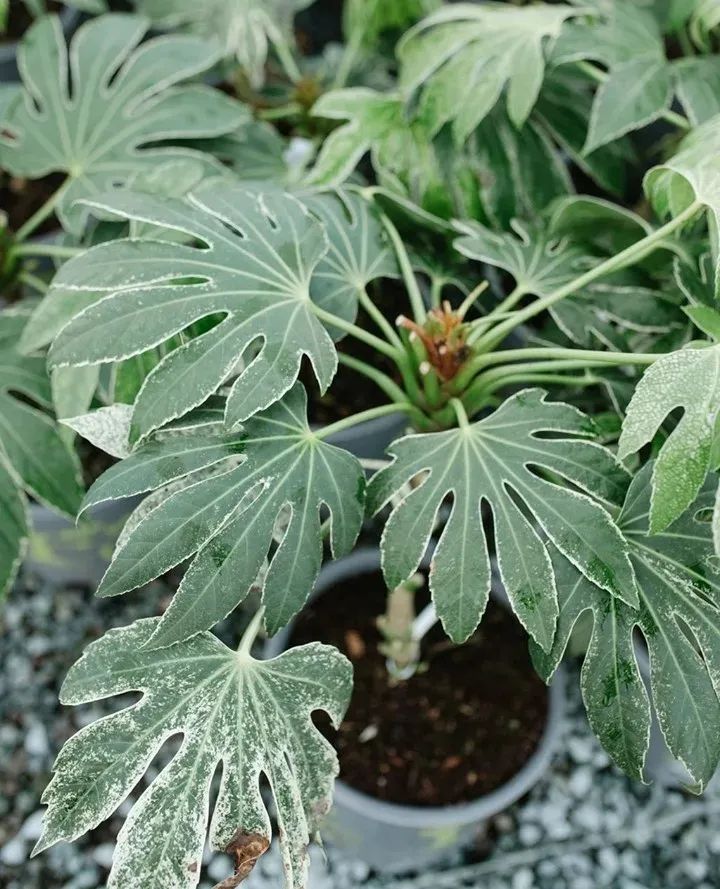 9 cây cảnh có kích thước lớn, có ý nghĩa phong thủy thịnh vượng, thích hợp làm tâm điểm trong nhà - Ảnh 13. 9 cây cảnh có kích thước lớn, có ý nghĩa phong thủy thịnh vượng, thích hợp làm tâm điểm trong nhà - Ảnh 13.