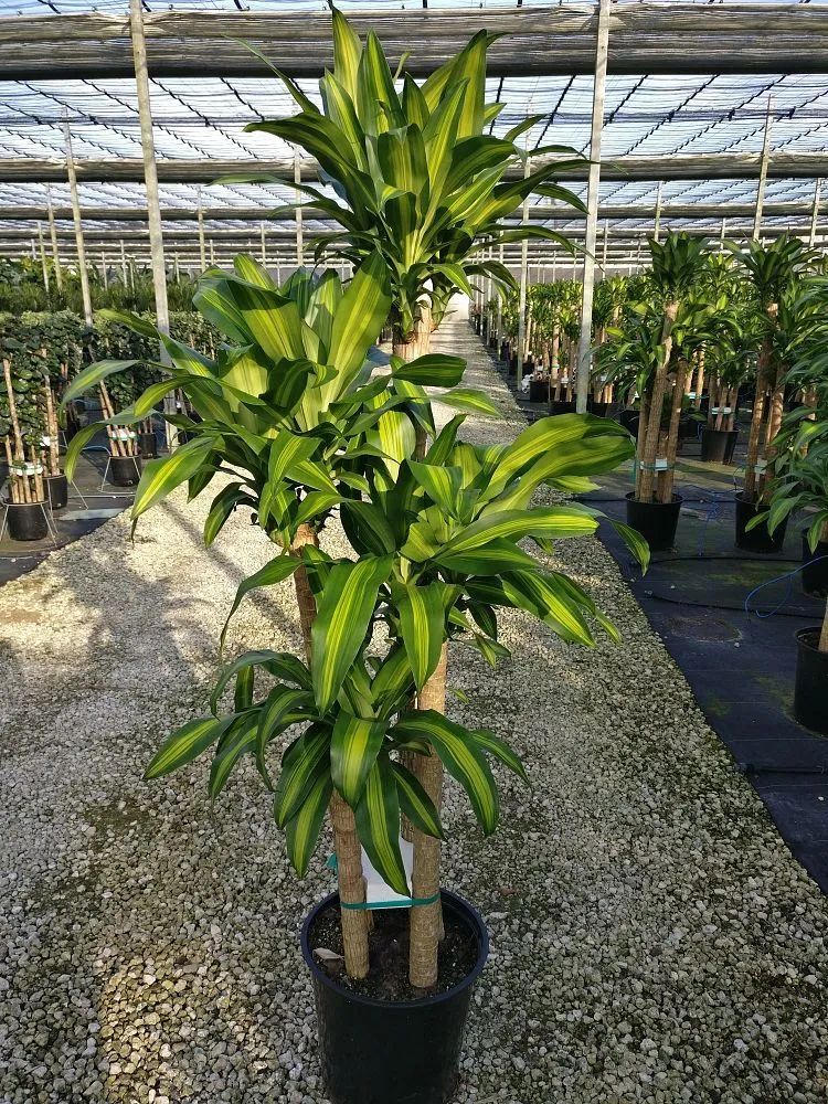 9 cây cảnh có kích thước lớn, có ý nghĩa phong thủy thịnh vượng, thích hợp làm tâm điểm trong nhà - Ảnh 14. 9 cây cảnh có kích thước lớn, có ý nghĩa phong thủy thịnh vượng, thích hợp làm tâm điểm trong nhà - Ảnh 14.