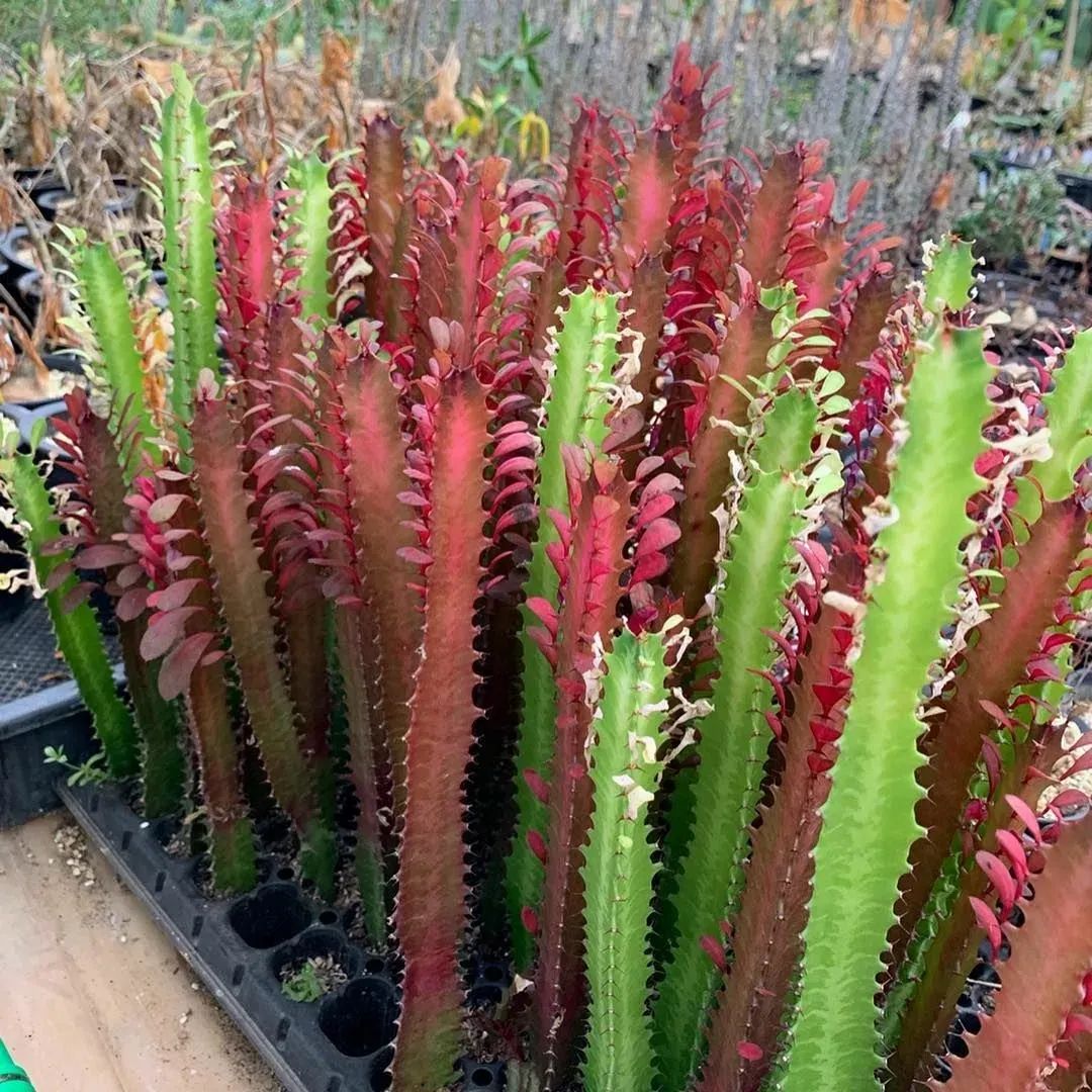 9 cây cảnh có kích thước lớn, có ý nghĩa phong thủy thịnh vượng, thích hợp làm tâm điểm trong nhà - Ảnh 15. 9 cây cảnh có kích thước lớn, có ý nghĩa phong thủy thịnh vượng, thích hợp làm tâm điểm trong nhà - Ảnh 15.